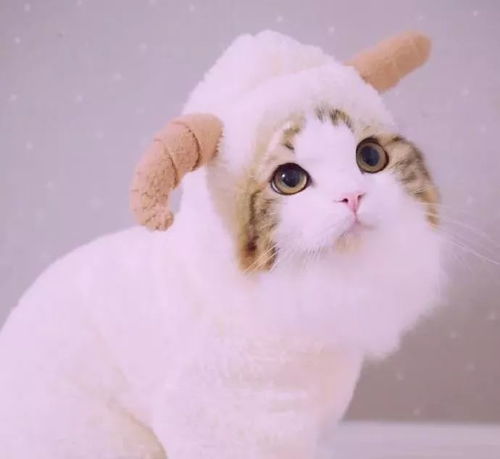 微信头像猫猫可爱图片