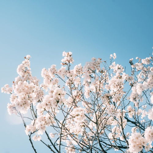 樱花高清图片设计素材摄影