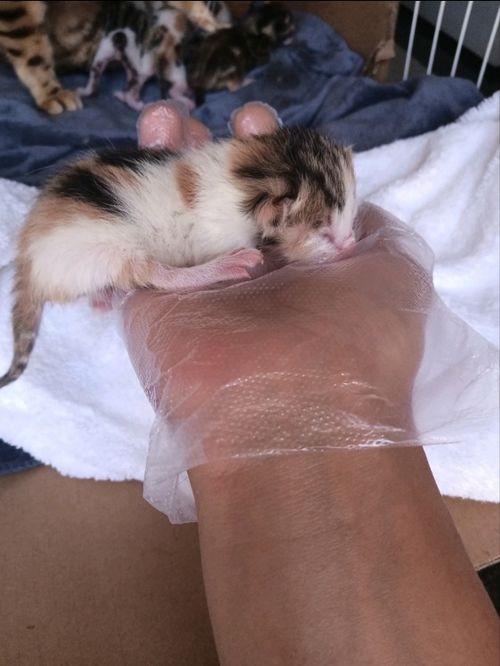 女孩家的豹猫被欺负,生下五只三花猫,凶手竟是经常投喂的流浪猫