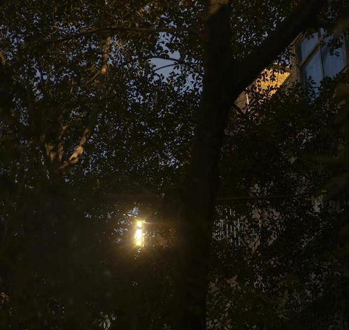 秋天真好啊,踩着枯黄的落叶,看落日余晖,吹温柔晚风