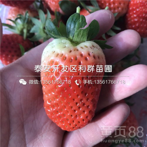塞娃草莓苗出售基地塞娃草莓苗报价-黄页88网