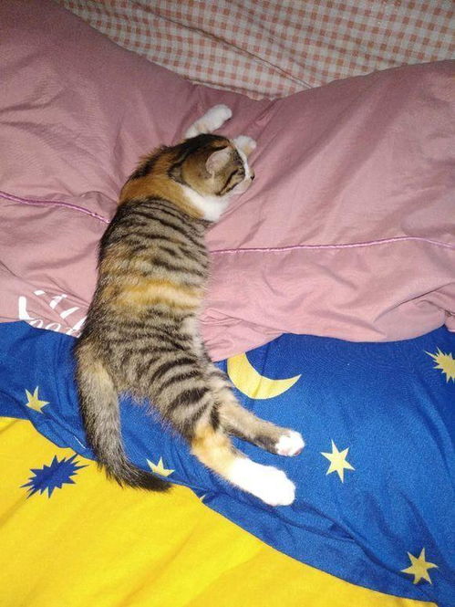女孩领养了一只小奶猫,喂养不到半个月,哭诉全身上下都是伤痕