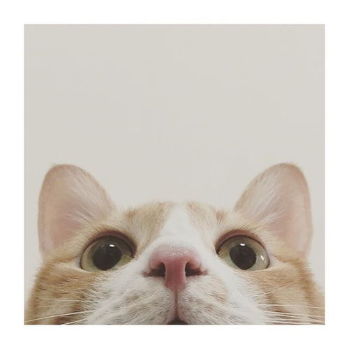 镜头感十足的猫心都要被萌化了