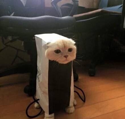 一只猫,可以无耻到什么程度宠主这猫我不要了