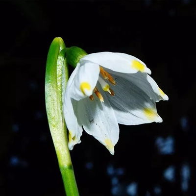2023最新白色鲜花唯美图片