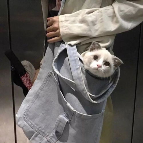 女生头像慵懒偏冷淡风抱猫扣扣网