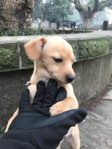 赠送家养小狗三个月女生,小型犬温顺求领养