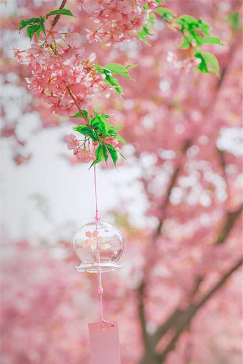 粉红樱花少女心锁屏壁纸我们学会了告别,却低估了想念