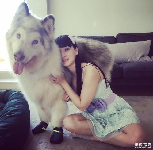 主人喜欢cosplay这只阿拉斯加萌出天际