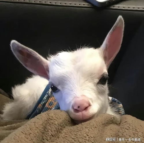 二姨向我母亲打听了我的经济状况,得知我攒