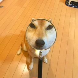 有哪些有趣难以忘记的情头