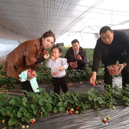 榆树市兴隆沟屯采摘园年前草莓开园,看把小女孩儿乐的