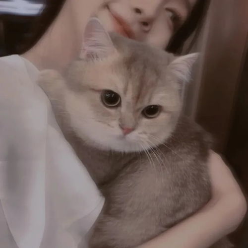 萌宠头像可爱的修猫修狗