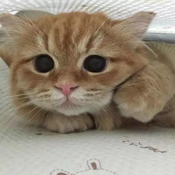 美腻的猫咪,绑个蝴蝶结后少女心满满的