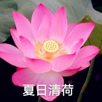 信佛人的微信头像荷花加名字共计14p