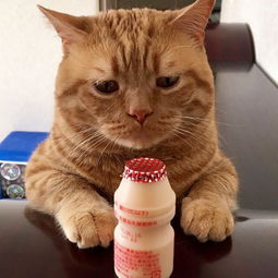 日本小丧猫凭厌世脸火遍全网,心都被萌化了