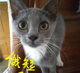 苏州本地家养英短俄短蓝猫蓝白包子脸调皮粘人