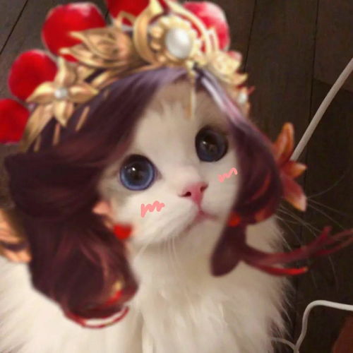 清冷破碎感白月光头像女有小猫破碎的爱