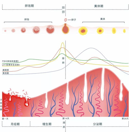 女士头像成熟卵泡成熟
