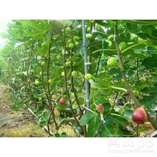 6公分玛斯义陶芬无花果苗价格行情最新报价无花果苗图片-黄页88网