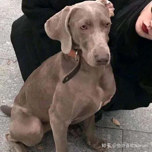 有哪些一张是小女孩另一张是猫或者狗的情侣头像呐