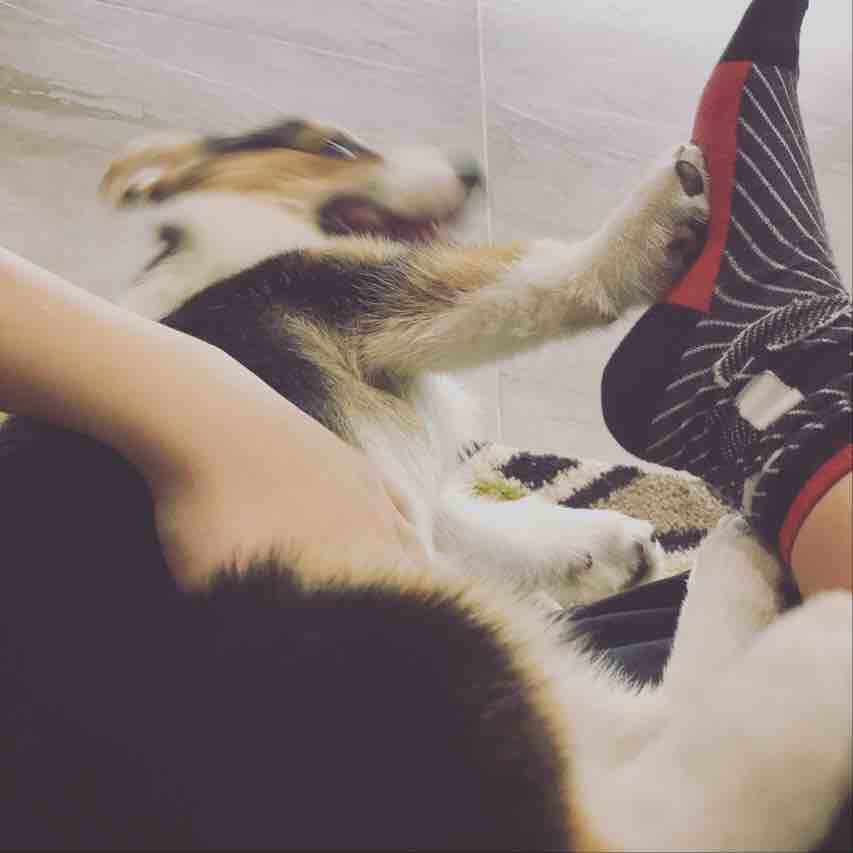 晒狗有态度真走心的女主人,每一张柯基都美的可以当壁纸