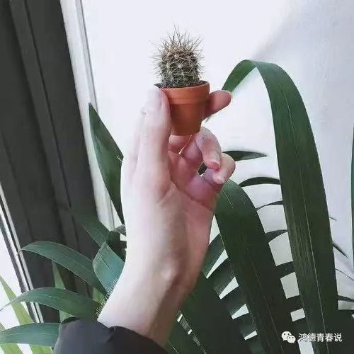 唯美优雅个性头像女生手控
