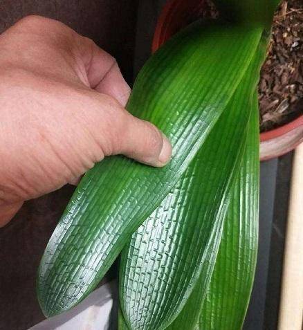 当我们的盆栽花卉耷拉萎蔫时,先不要浇水,这样做轻松解决