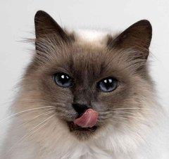 暹罗猫,特别的猫咪,是猫中之狗