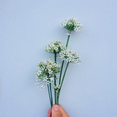 2019平安好运吉祥的微信头像,暖暖的阳光照亮我心