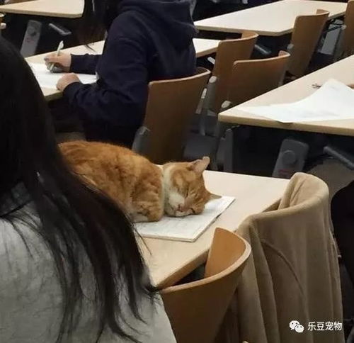 毕业季来临,又到了大家扔猫扔狗扔垃圾的时候