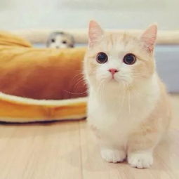 猫中的小柯基,短腿猫,萌翻了