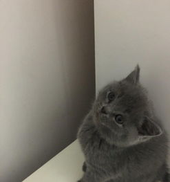 蓝猫宝宝性格好讨人喜欢