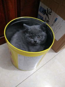 蓝猫掉色是什么情况啊