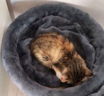 流浪小猫跑来家里乞讨,女孩喂养了两天后,把猫一脚踢到门口去