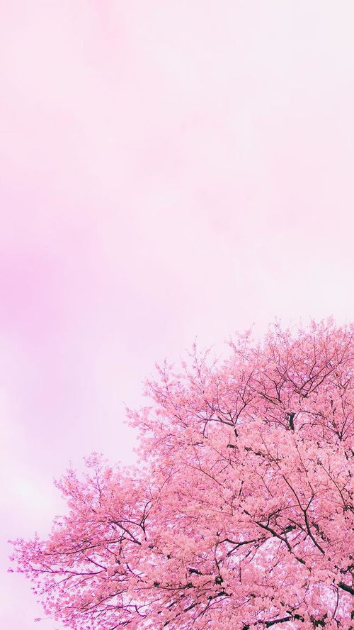 春暖樱花开壁纸