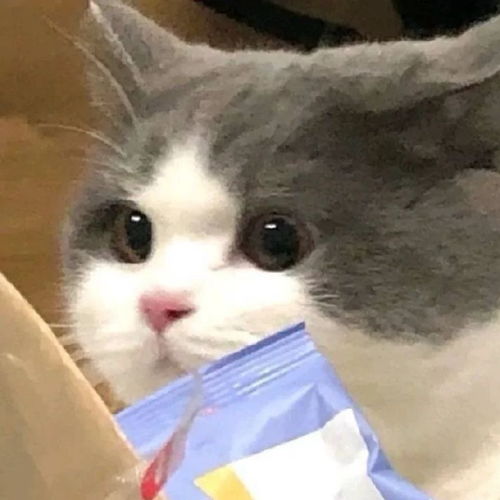 猫咪可爱情侣头像想和你养一只猫呀
