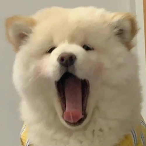 搞笑女必用的一组头像