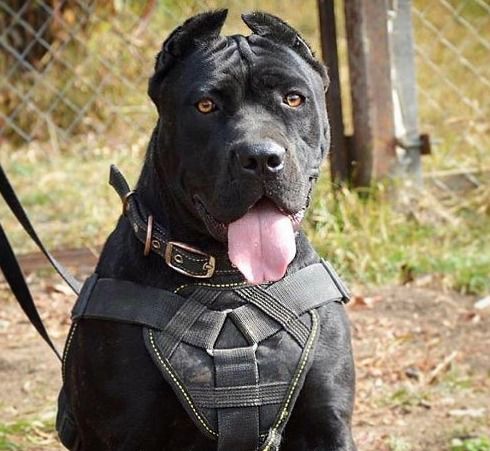 美国境内,嗜血猛犬并非比特犬,而是血统混乱,犬中霸王的它