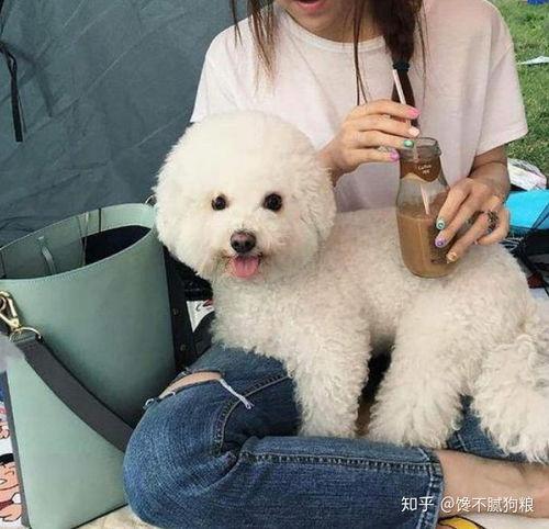 饲养比熊犬的5大坏处,看完你还敢养吗