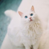 女生头像可爱猫猫宠物