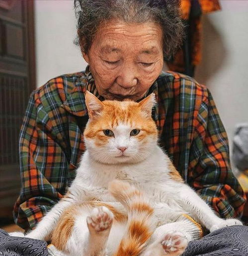奶奶喂了一只流浪猫,橘猫竟主动找到家里,彼此相伴的模样太温馨