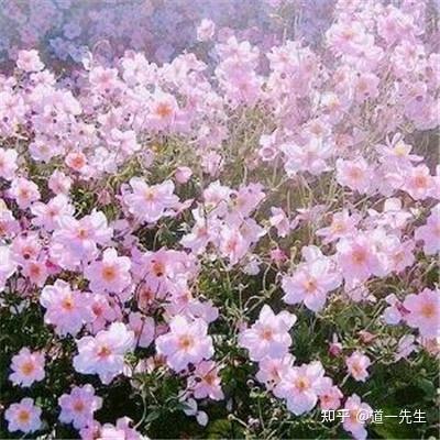 1988属龙微信好运头像女事业
