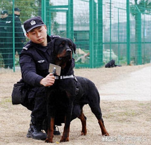 坚韧无比的罗威纳犬,为何会攻击无辜的女童