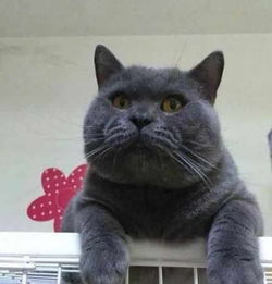 大学宿舍养猫被发现,宿管阿姨直接没收,网友处分可以猫留下
