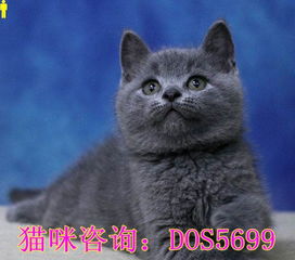 纯种蓝猫蓝色英国短毛猫实体猫舍包品质包健康