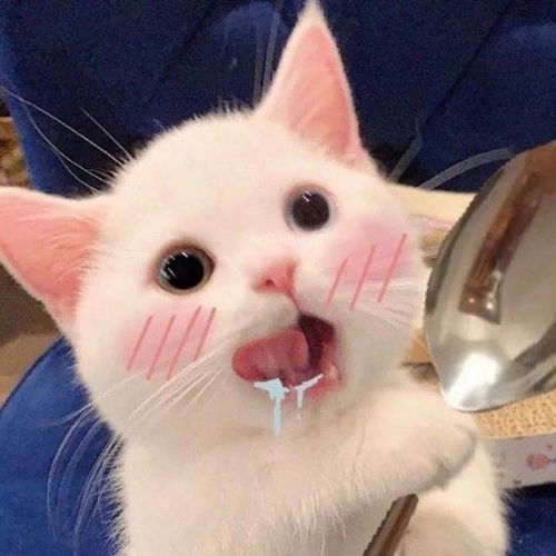 和快乐同步,与猫咪同行