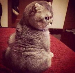 可爱萌猫头像大合集