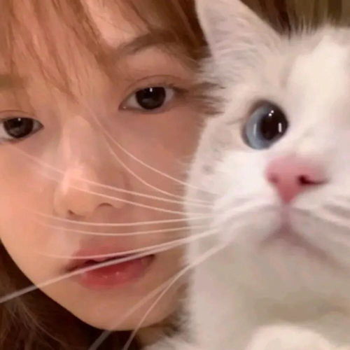 女生猫咪头像高级感小众高级