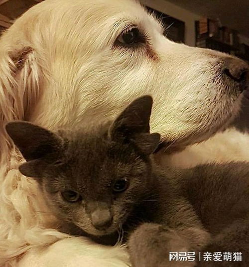 蓝猫因天生四耳遭弃,女子觉得它可爱收养,却意外收获网红猫